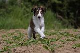 BARZOI 090